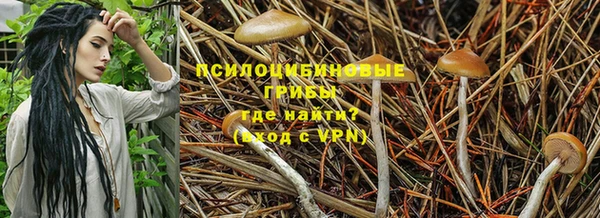 молекула духа Вяземский